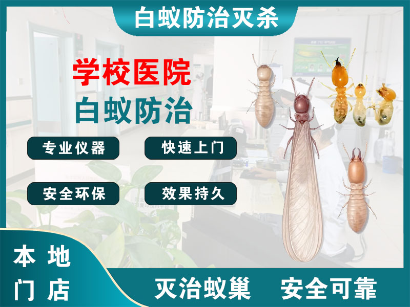 北仑区学校医院白蚁防治