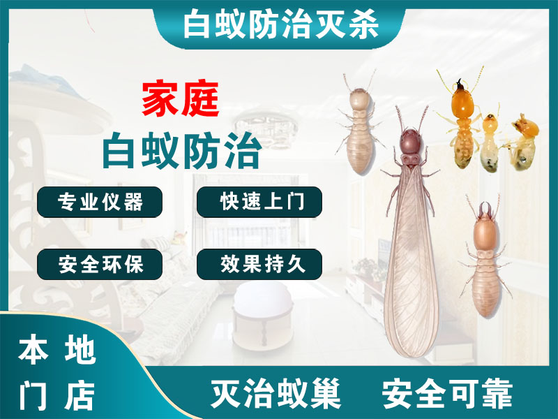 北仑区家庭白蚁防治