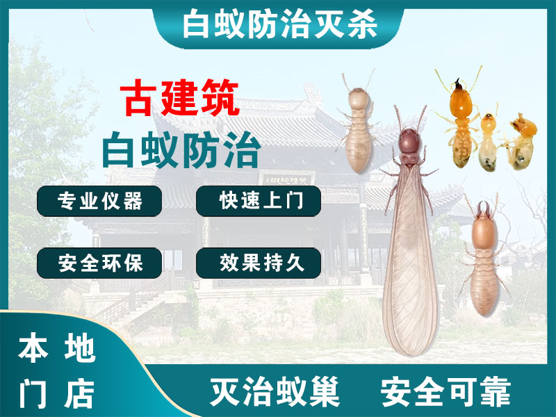 北仑区古建筑白蚁防治