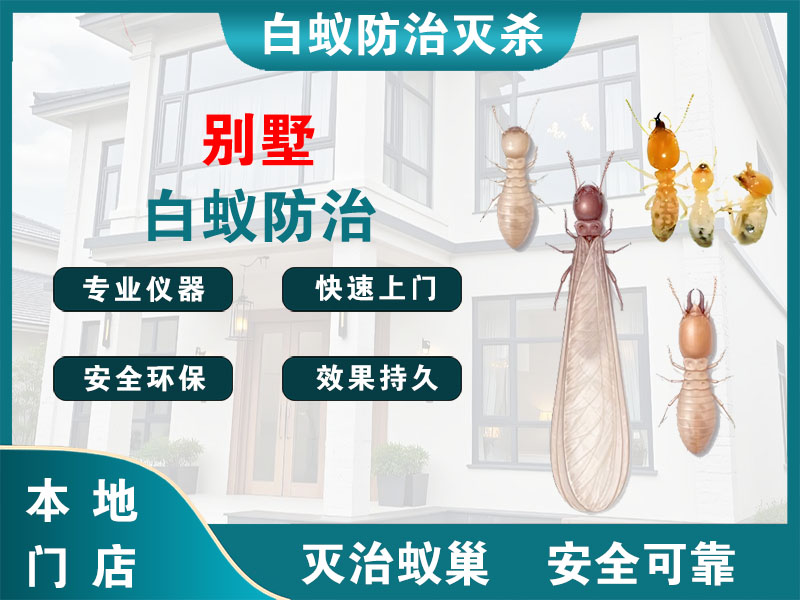 北仑区别墅白蚁防治