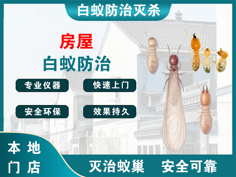 北仑区房屋白蚁防治